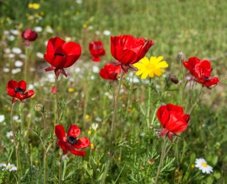 In poppies field Stock Photos