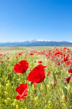 Poppies field Stock Photos