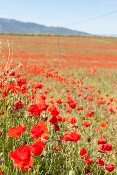 Poppies field Stock Photos