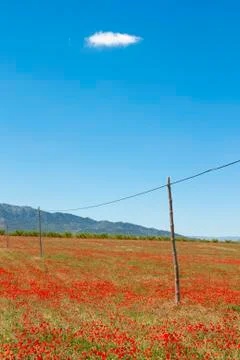 Poppies field Stock Photos