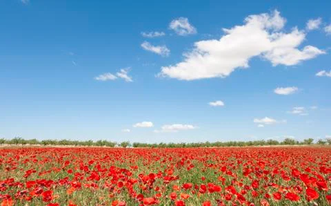 Poppies field Foto stock