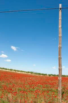 Poppies field Stock Photos