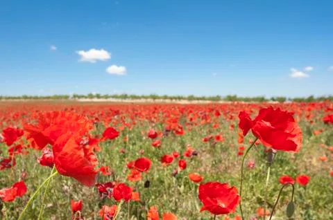 Poppies field Stock Photos