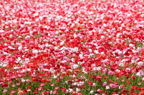 Poppies in field Fotos de archivo