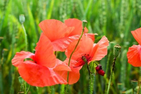 Poppies in the field Stock Photos