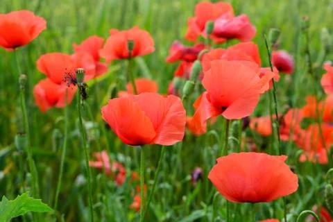 Poppies in the field Stock Photos