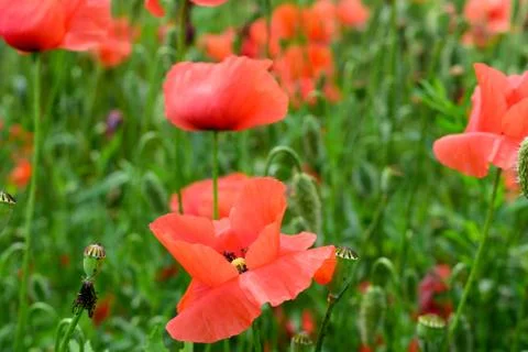 Poppies in the field Stock Photos