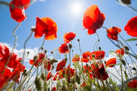 The poppies field Stock Photos