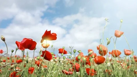 Poppies field in rays sun. Stock Footage 73907386