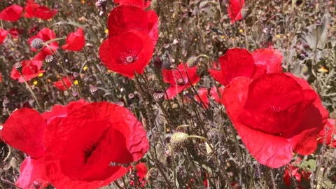 Poppies in a field in spring in Greece Vidéo 109480948