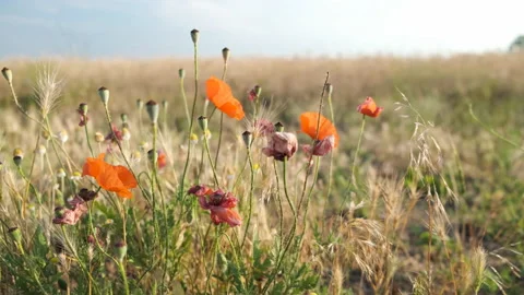Poppies in the field in summer Stock Footage 134628900