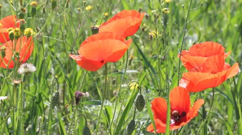 Poppies field in sun rays Stock Footage 24499034