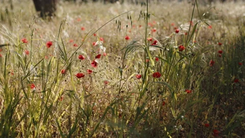 Poppies in the field at sunset Stock Footage 186521403