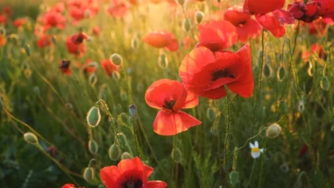 Poppies field sunset. Stock Footage 196330059