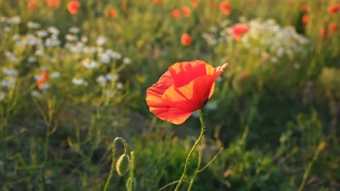 Poppies field sunset. Stock Footage 196330130