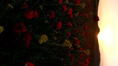 Poppies field sunset. Stock Footage 234485769