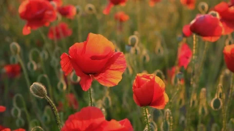 Poppies field sunset Stock Footage 237497013