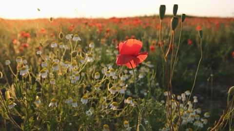 Poppies field sunset Stock Footage 237497023