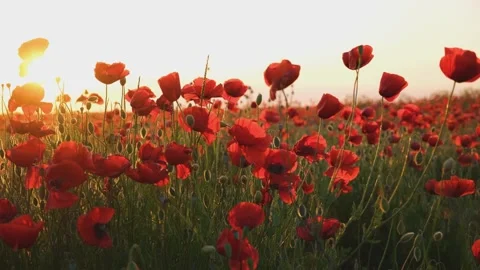 Poppies field sunset. Stock Footage 237497028