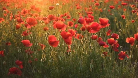 Poppies field sunset. Stock Footage 237497044