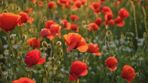 Poppies field sunset. Stock Footage 237497060