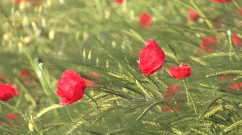 Poppies on a field swinging in the wind Vídeos de archivo 38286161