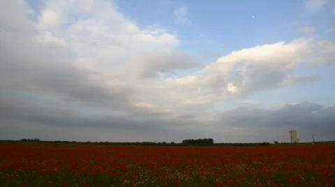 Poppies field timelapse Stock Footage
