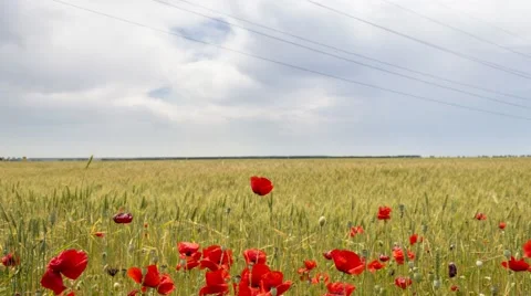 Poppies in a field of wheat Stock Footage 50753567