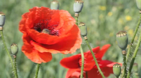 Poppies field in the wind Stockbeeldmateriaal 24603295