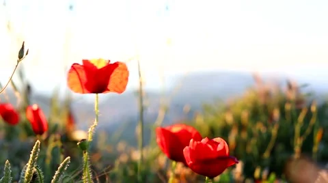 Poppies field wind Vídeo Stock 50077145