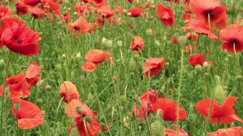 Poppies field in the wind. Stock Footage 55726617
