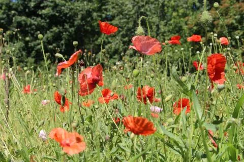 Poppies in the fields. Stock-Fotos