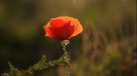 Poppies flower close up Stock Footage 39563424
