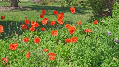 Poppies Flowers Stock Footage 156365351