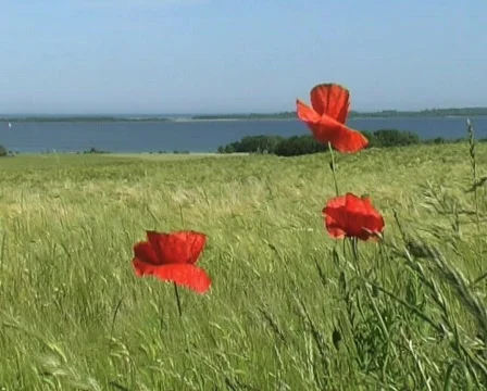 Poppies Stock Footage 125517