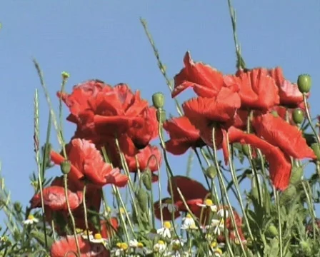 Poppies Stock Footage 125533