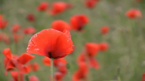 Poppies Stock-Footage 420168