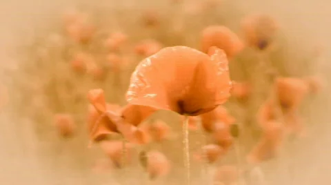 Poppies Stock-Footage 436135