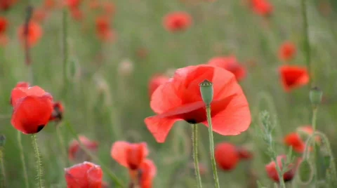 Poppies Stock-Footage 436181