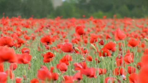 Poppies Stock-Footage 436219