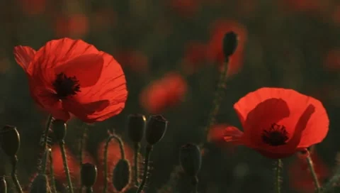 Poppies Stock Footage 7134312