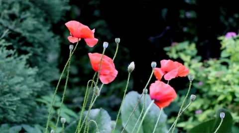 Poppies Stock Footage 8664079