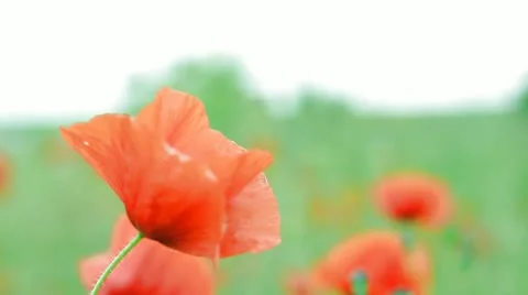 Poppies Stock Footage 11162883