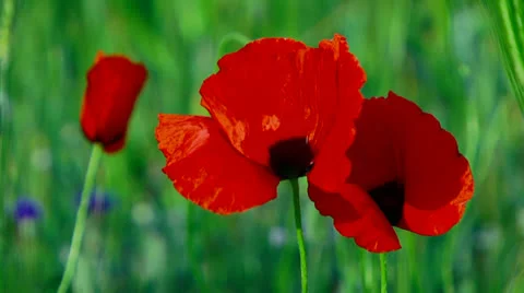Poppies Video stock 22458765