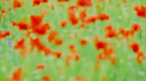 Poppies Stock-Footage 22458998