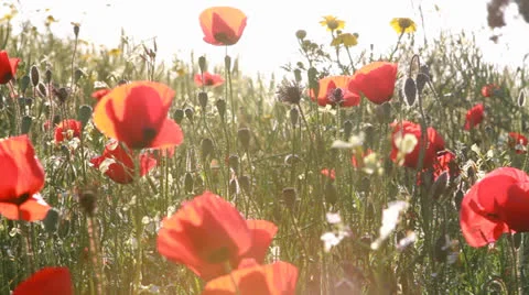 Poppies 스톡 동영상 22528490