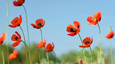 In poppies Stock Footage 24833250