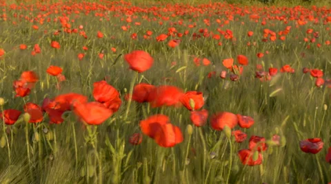 Poppies Stock Footage 35566678
