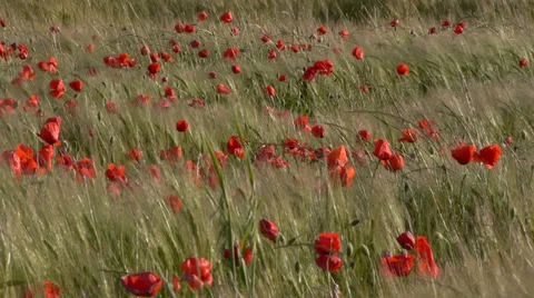Poppies Stock Footage 35567455