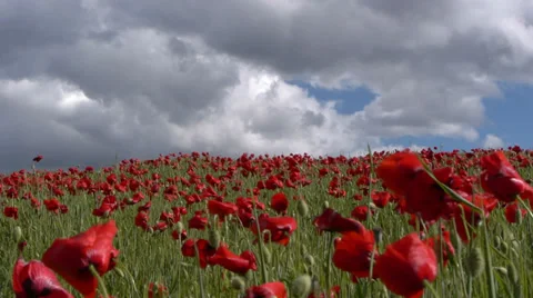 Poppies Stock Footage 35571839